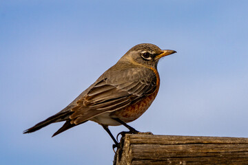 Robin up close