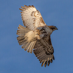 red-tailed hawk in flight from below #2