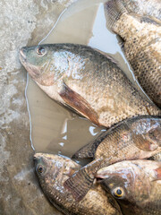 The fresh tilapia with the mud in the metal bucket which they caught from the pond.