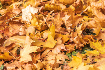 Red and orange autumn leaves background. Outdoor. Colorful backround image of fallen autumn leaves perfect for seasonal use.