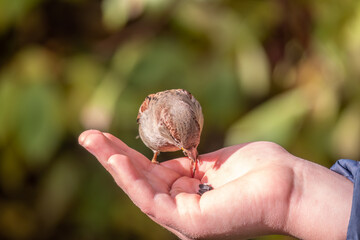 The boy feeds the birds with seeds from his hand. Sparrow eats seeds from the boy's hand