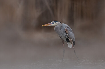 Great blue heron hunting in the mist