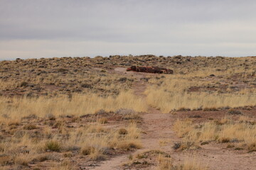 Petrified Forest National Park, a natural attraction place with many petrified tree trunks and fossils, in Arizona, USA.