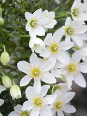 常緑クレマチスの花