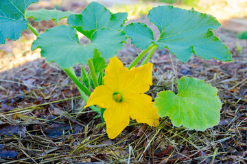 Zucchini plant blooming with a yellow flower.