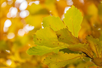 Oak branches with yellow leaves in autumn park