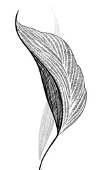 black and white graphic plant
