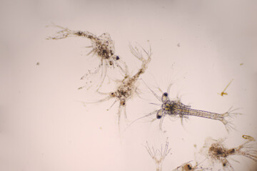 Shrimp, Zoea stage with dead shrimp of Vannamei shrimp in light microscope, Larvae under a microscope, White shrimp, Nauplius, zoea, Larvae. Background.