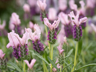 フレンチラベンダー