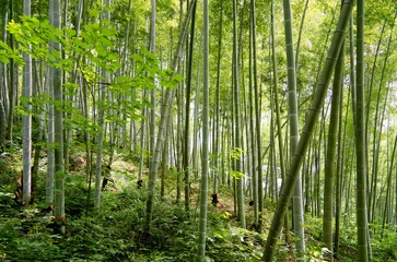 Foto op Plexiglas green bamboo forest © Meiyi