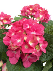 ピンクのアジサイ