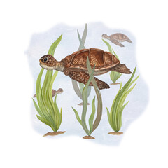 Watercolor illustration of turtles among weeds isolated on white background. Can be used for wallpaper, print, baby textile, scrapbooking, postcards, clothing. Cartoon style.