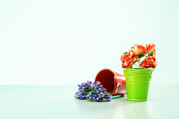 Beautiful flowers in pots on white background with copy space. Garden concept.