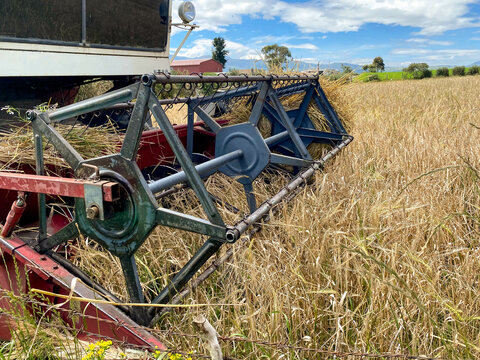 molinete de la maquina cosechadora y plantas de trigo, espiga de trigo cevada