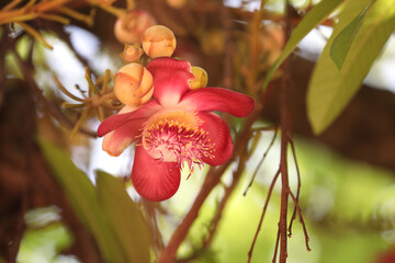 Blooming cannon ball tree or Nagalingam flower ,  scientific name is couroupita guianensis flower