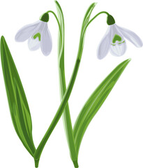 Vector illustration of two shoots of early first spring flowers snowdrops. 
Galánthus nivális vector graphic on transparent background. Illustration of two flowers snowdrops in vector. 