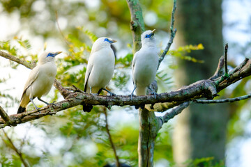 Bali Starling (Jalak Bali), Leucopsar rothschildi. Bali starling is faced extinction and now only there are 400 of them in the world. 