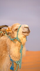 Close up of a white, taureg camel in the Sahara, outside of Douz, Tunisia