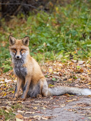 Close up of a red fox Vulpes vulpes, sitting on a path in the forest.