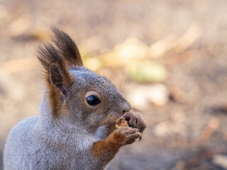 The squirrel with nut sits on tree in the autumn. Eurasian red squirrel, Sciurus vulgaris.