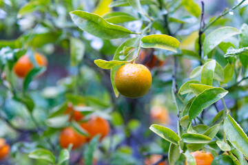 tangerine on the tree. branch of ripe tangerine. tangerine tree plant. photo of tangerine citrus