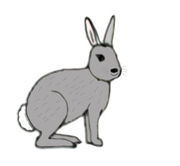 Fototapeta na wymiar rabbit isolated