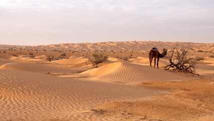 Fototapeta na wymiar Caravan camel in the Sahara at sunrise, outside of Douz, Tunisia