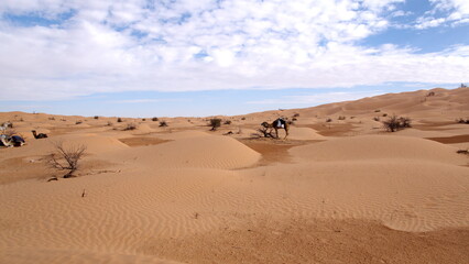 Fototapeta na wymiar Caravan camels in the Sahara, outside of Douz, Tunisia