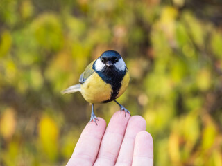 Obraz premium A tit sits on a man's hand and eats seeds.