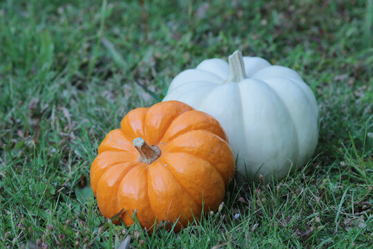 the pumpkins on grass. great image for Fall