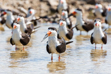 Rayador americano (Rynchops niger)