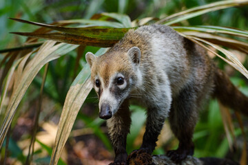 Coatí nariz blanca