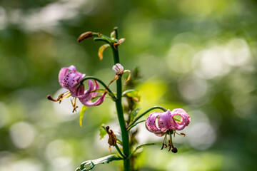 Lilium martagon flower growing in forest, close up	