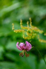 Lilium martagon flower growing in forest, close up	