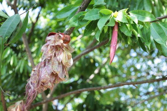 Red flower Brownea ariza Benth. (Ariza, Palo de Cruz, Rose of Venezuela). Small bright red bouquet hanging from plant on green leafy background with copy space. selective focus