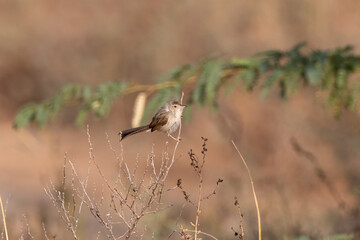 Graceful prinia or Prinia gracilis observed in Rann of Kutch, India