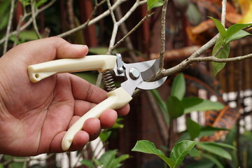 Hand uses a pruning shear to cut a branch for replanting. 