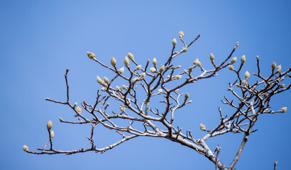 Bare tree branches against the blue sky.