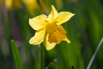 Narcissus, yellow flower on a blurred green background.