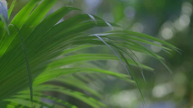 detail of tropical palm leaf in a breeze
