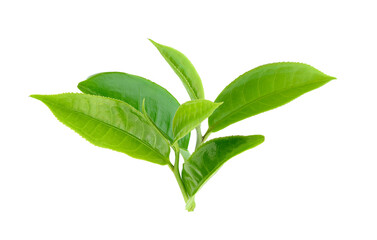 tea leaf isolated on transparent png