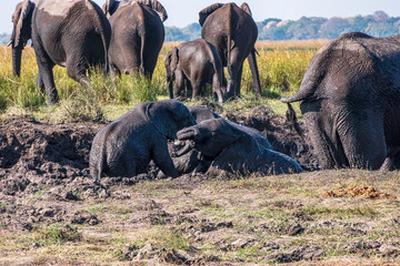 Herd of wild elephants plays in mud next to Chobe River Water.