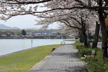 瀬田川沿いの桜並木と瀬田の唐橋