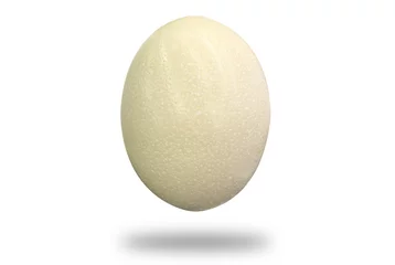 Sierkussen Ostrich egg isolated on white background. Big ostrich egg © Aleksei
