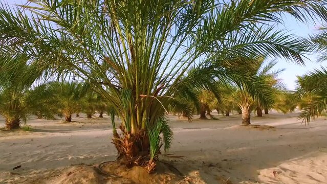 date palm plantation in the desert