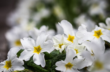 Blooming white primrose in spring garden