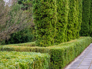 Walking way made of concrete slabs near bushes growing around a row of graan thuas