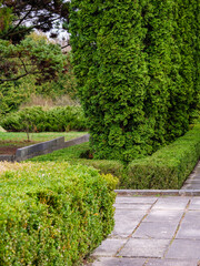 Row of thuyas among the bushes inside the way of concrete slabs