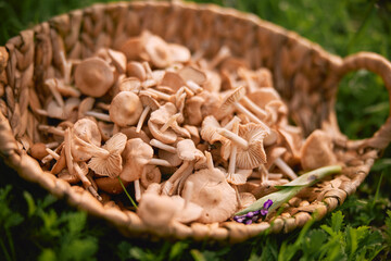 wicker basket of collected mushrooms in nature