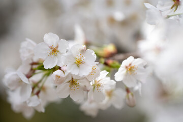 Obraz premium 清楚な桜